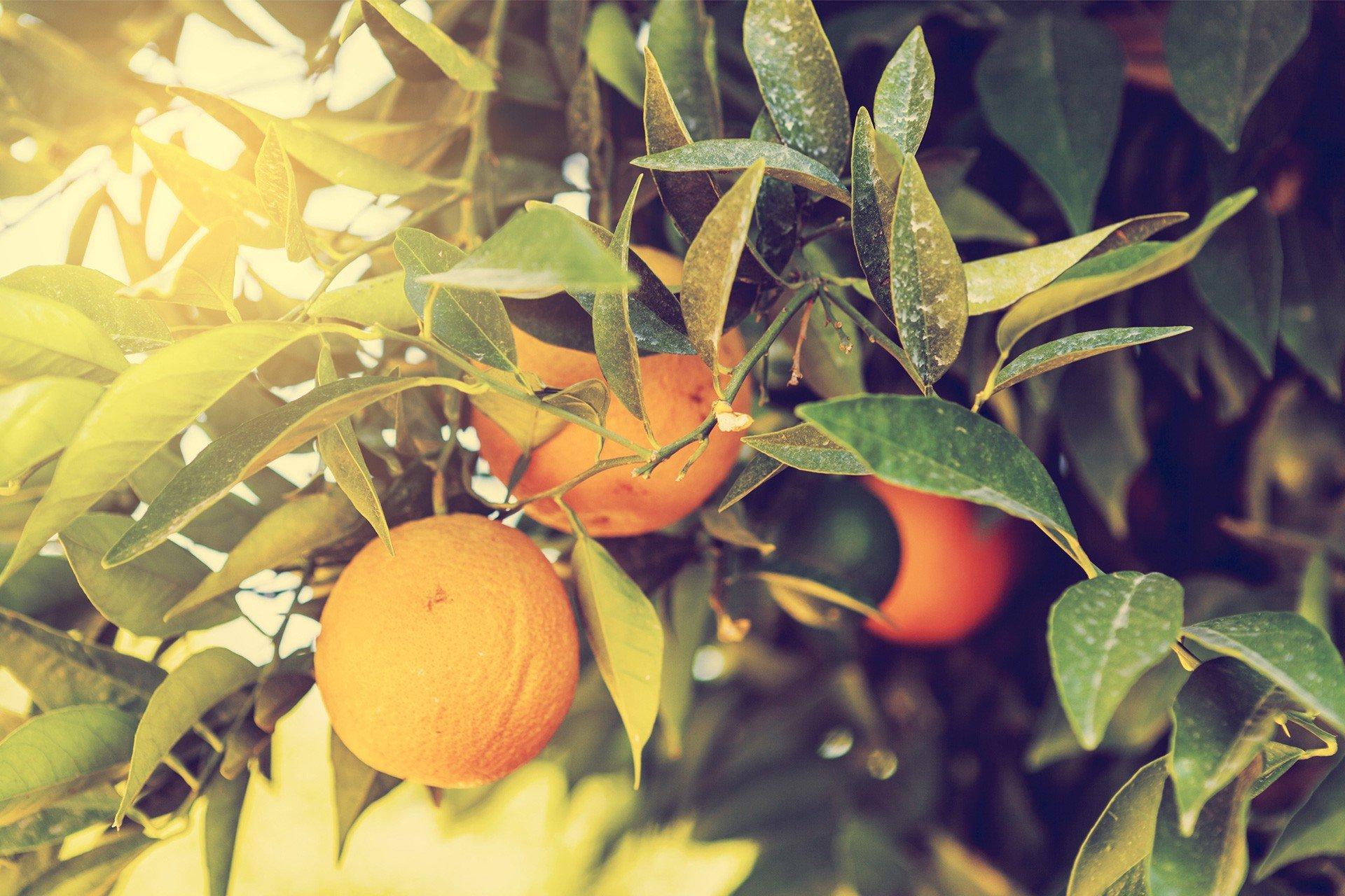 Citrus fruit growing in a tree